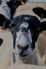 Clarkson’s Farm Season 5 Episode 2